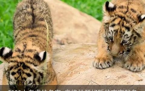 2023小老虎的名字 音律悦耳好听的宝宝起名