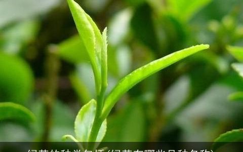 绿茶的种类包括(绿茶有哪些品种名称)