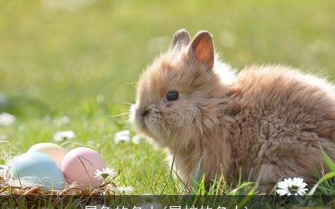 属兔的名人(属蛇的名人)