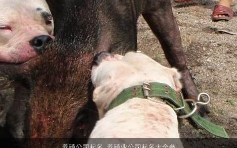 养殖公司起名 养殖业公司起名大全参考 2023温柔文静诗意的公司公司名