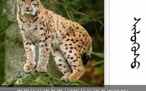 有趣的动物名字(好听的动物名字可爱)