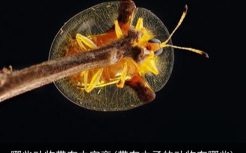 哪些动物带有虫字旁(带有虫子的动物有哪些)