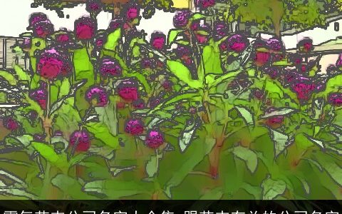 霸气花卉公司名字大全集 跟花卉有关的公司名字