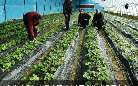 合作社取什么名比较好(种养合作社名字大全)