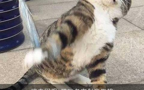 速来围观 猫咪名字创意集锦