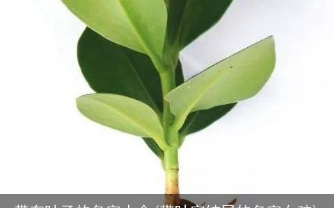 带有叶子的名字大全(带叶字结尾的名字女孩)