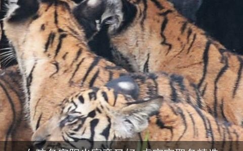 女孩名字阳光寓意又好 龙宝宝取名精选