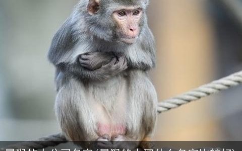 属猴的人公司名字(属猴的人取什么名字比较好)