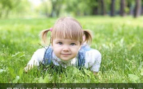 属狗的起什么名字最好(属狗女孩名字大全集)