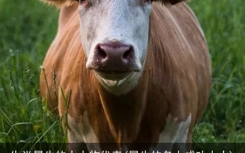 生肖属牛的大人物代表(属牛的名人成功人士)