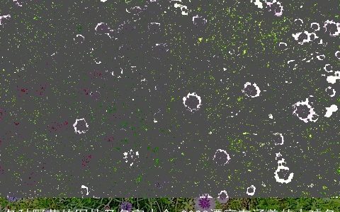 各种野花的图片及名字大全 2023漂亮有涵养的小孩名