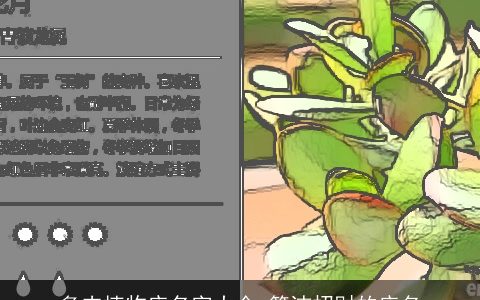 多肉植物店名字大全 简洁招财的店名