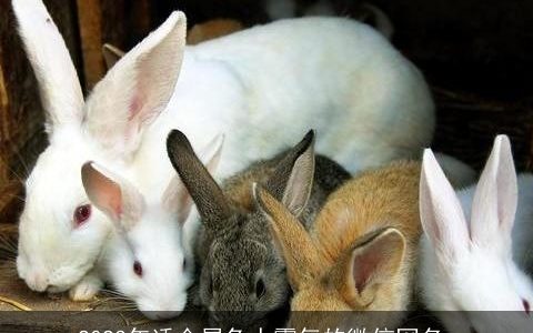 2023年适合属兔人霸气的微信网名_