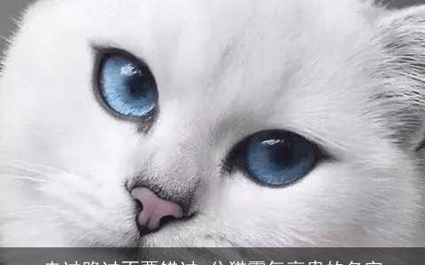 走过路过不要错过 公猫霸气高贵的名字