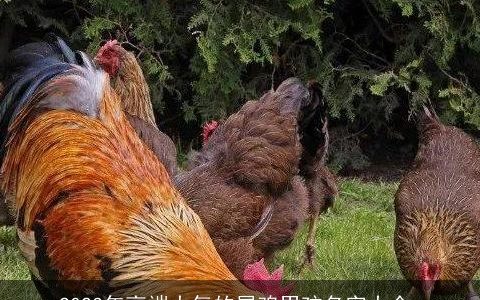 2024年高端大气的属鸡男孩名字大全_