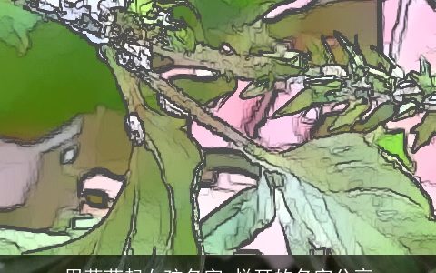 用草药起女孩名字 悦耳的名字分享