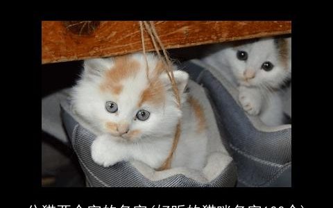 公猫两个字的名字(好听的猫咪名字100个)