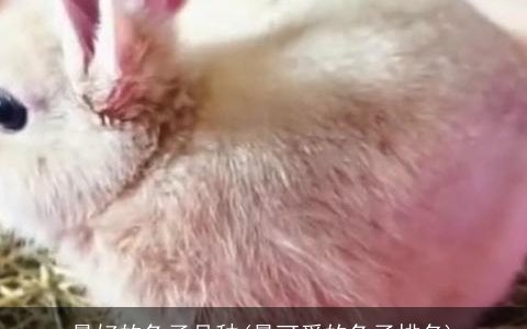 最好的兔子品种(最可爱的兔子排名)