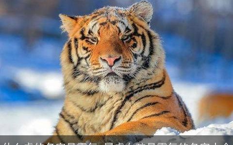 什么虎的名字最霸气 属龙女孩最霸气的名字大全