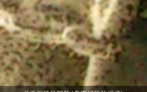 关于蜘蛛的昵称(名字好听的蝎子)