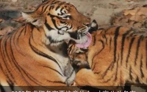 2023年虎取名字要注意什么 才高八斗名字