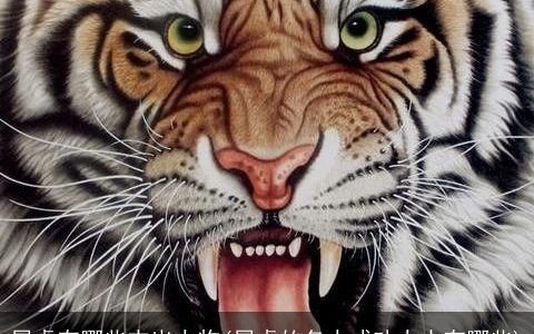 属虎有哪些杰出人物(属虎的名人成功人士有哪些)