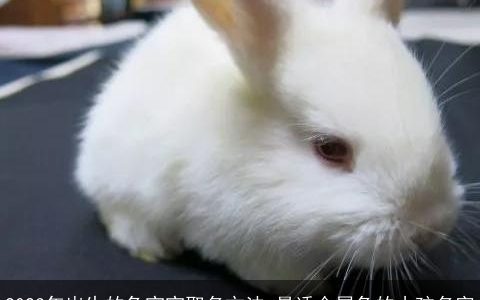 2023年出生的兔宝宝取名方法 最适合属兔的小孩名字