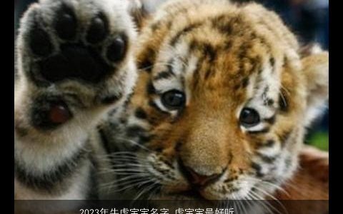 2023年牛虎宝宝名字 虎宝宝最好听的名字大全 牛高雅好听的牛宝宝名字大全