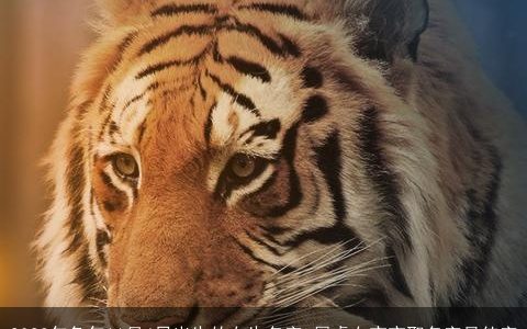 2023年兔年11月4日出生的女生名字 属虎女宝宝取名字最佳字