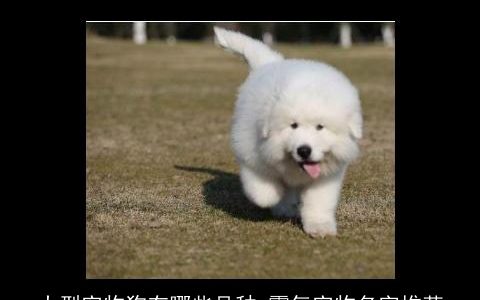 大型宠物狗有哪些品种 霸气宠物名字推荐