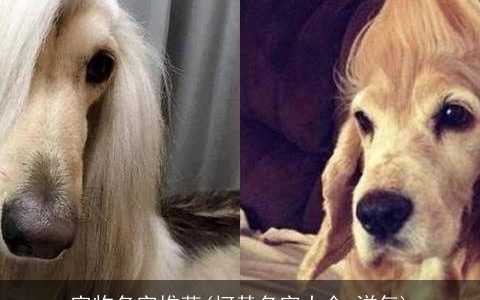 宠物名字推荐(柯基名字大全 洋气)