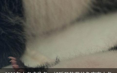 2023年小老虎乳名  好听又软萌的兔宝宝小名