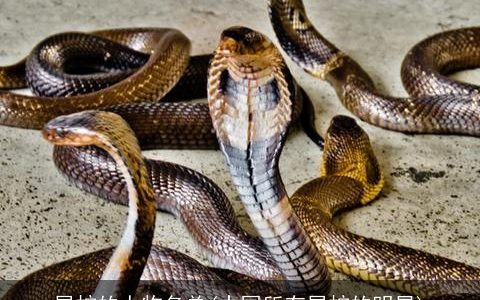 属蛇的人物名单(中国所有属蛇的明星)