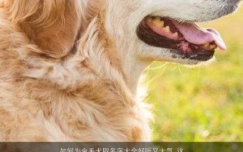 如何为金毛犬取名字大全好听又大气 这些名字包你满意 好听大气的宝宝名精选