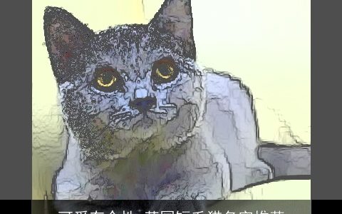 可爱有个性 英国短毛猫名字推荐