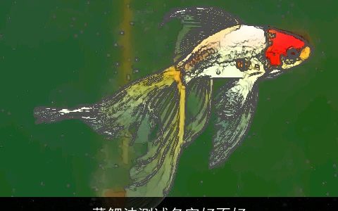 董鲤沫测试名字好不好