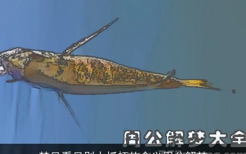 梦见看见别人抓虾的含义周公解梦