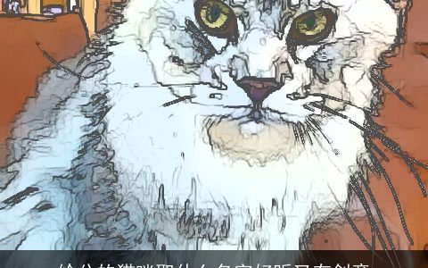 给公的猫咪取什么名字好听又有创意