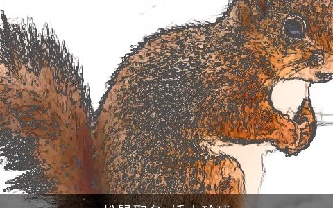 松鼠取名 娇小玲珑