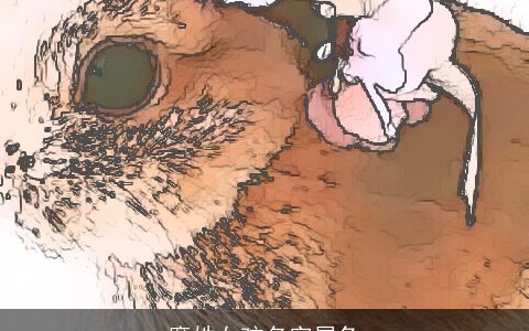 糜姓女孩名字属兔