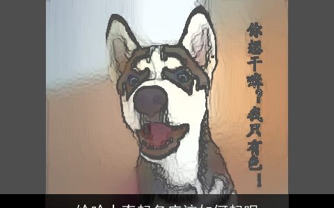 给哈士奇起名应该如何起呢