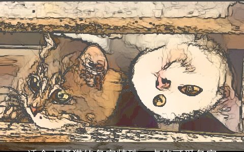 适合小橘猫的名字特殊一点的可爱名字