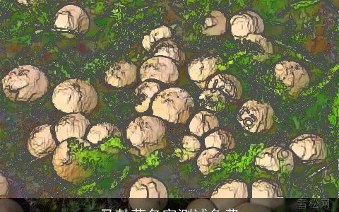 马勃菌名字测试免费