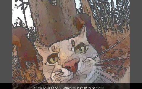 给猫起沙雕名字调皮逗比的猫咪名字大全推荐温柔文静逗比的宝宝名字大全挑选