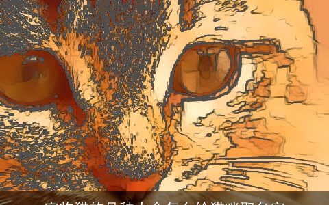 宠物猫的品种大全怎么给猫咪取名字