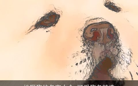 松狮狗的名字大全 可爱狗名精选