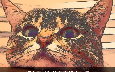 还在苦恼猫的名字起什么好