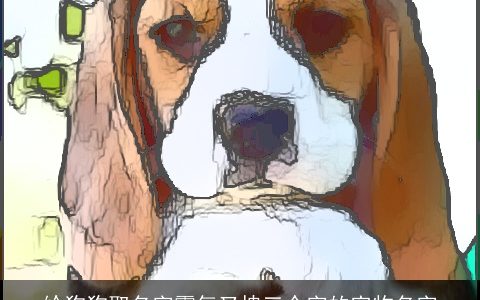 给狗狗取名字霸气又拽三个字的宠物名字