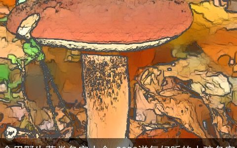 食用野生菌类名字大全 2024洋气好听的小孩名字