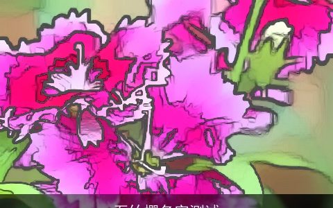 石竹樱名字测试